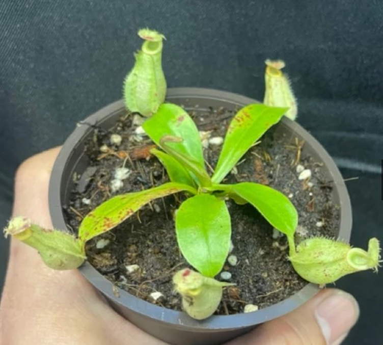 Nepenthes x hookeriana 5 Pieces Seeds