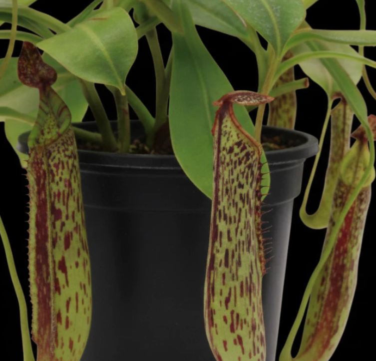 Nepenthes fusca 5 Pieces Seeds