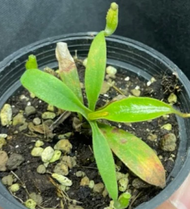 Nepenthes fusca 5 Pieces Seeds