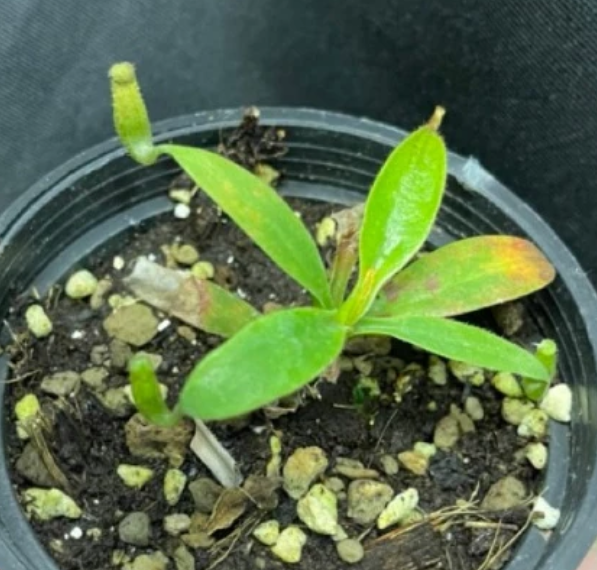 Nepenthes fusca 5 Pieces Seeds