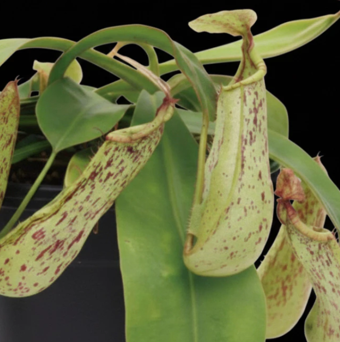 Nepenthes 'Dyeriana' 5 Pieces Seeds