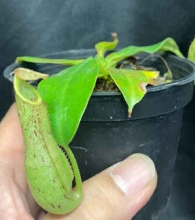 Nepenthes 'Dyeriana' 5 Pieces Seeds