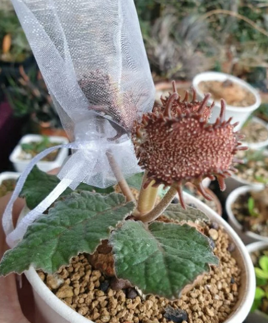Dorstenia ellenbeckiana 5 Pieces Seeds