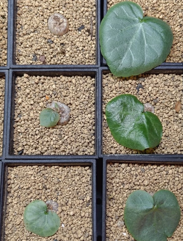 Dorstenia barnimiana Mukondoni 5 Pieces Seeds