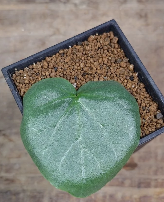 Dorstenia barnimiana Mukondoni 5 Pieces Seeds