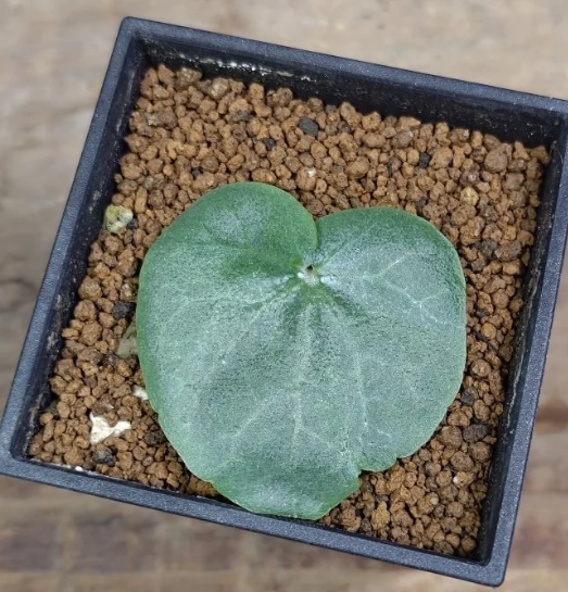 Dorstenia barnimiana Mukondoni 5 Pieces Seeds