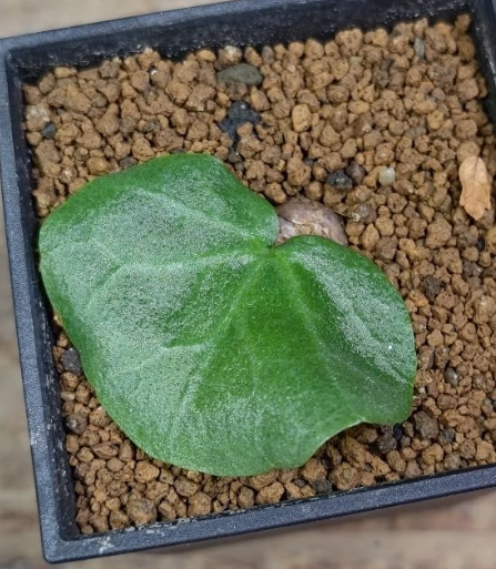 Dorstenia barnimiana Mukondoni 5 Pieces Seeds