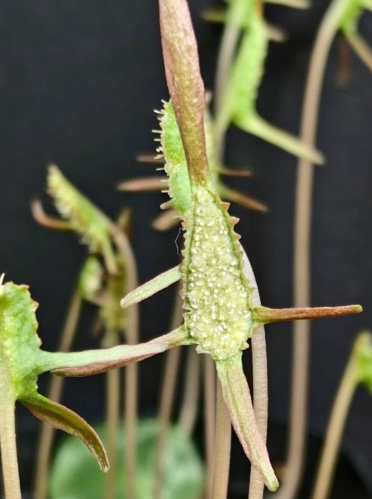 Dorstenia barnimiana Mukondoni 5 Pieces Seeds