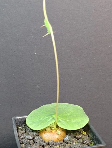Dorstenia barnimiana Mukondoni 5 Pieces Seeds
