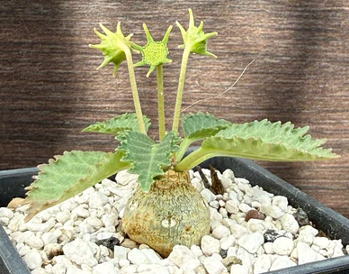 Dorstenia horwoodii 6 Pieces Seeds