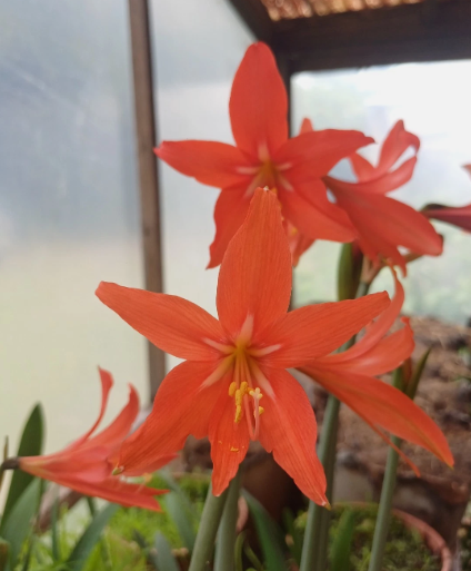 Hippeastrum diniz-cruziae 5 Pieces Seeds