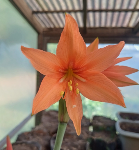 Hippeastrum diniz-cruziae 5 Pieces Seeds