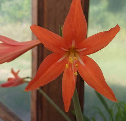 Hippeastrum diniz-cruziae 5 Pieces Seeds