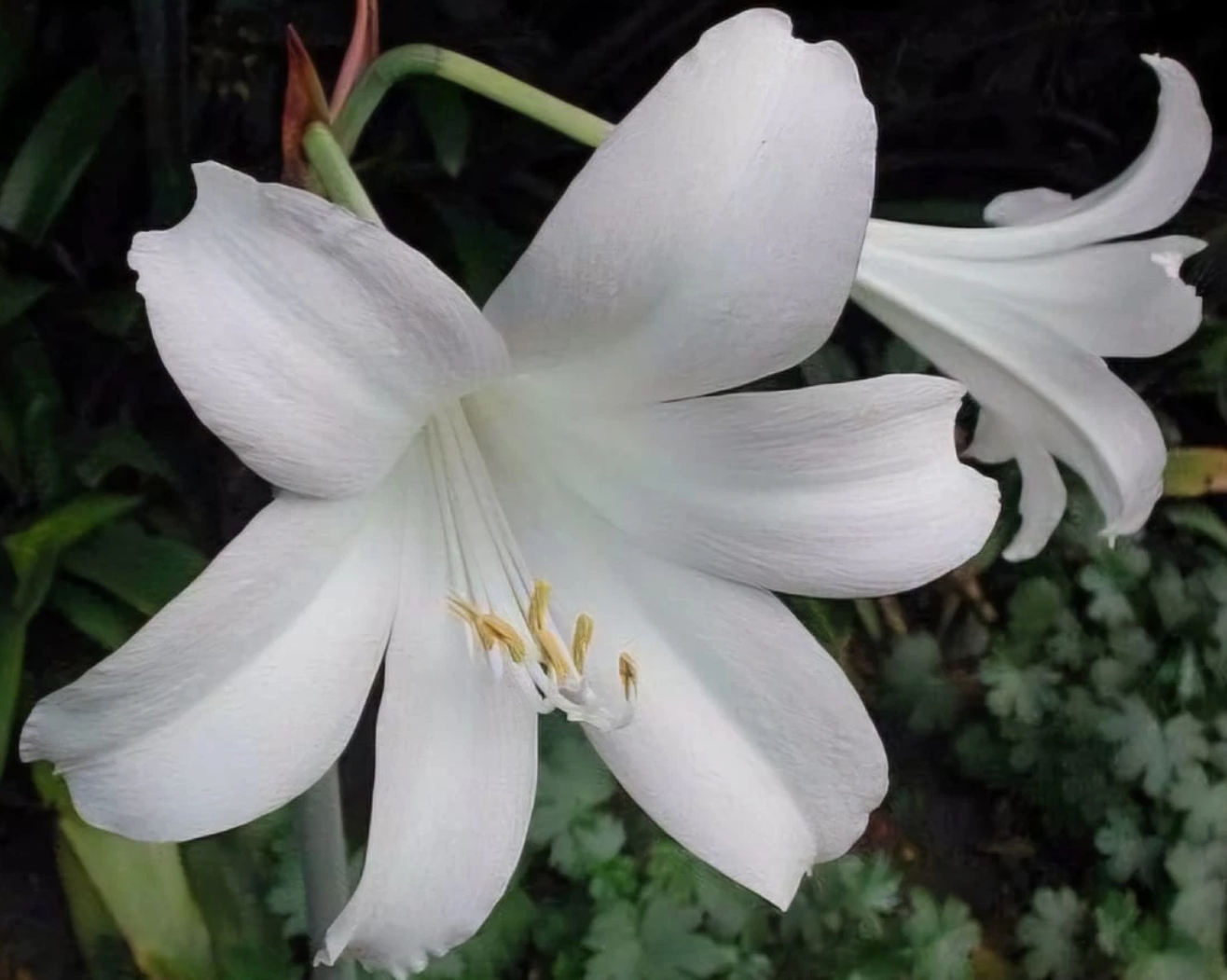 Hippeastrum fragrantissimum 5 Pieces Seeds