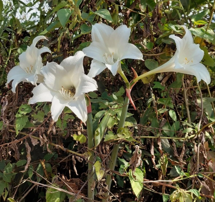 Hippeastrum fragrantissimum 5 Pieces Seeds