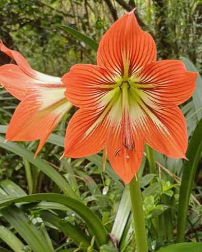 Hippeastrum verdianum 5 Pieces Seeds