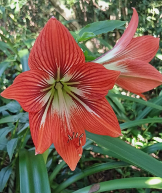 Hippeastrum verdianum 5 Pieces Seeds