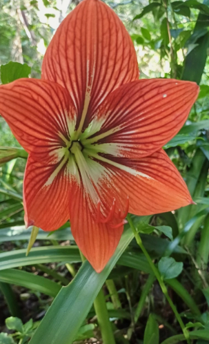 Hippeastrum verdianum 5 Pieces Seeds