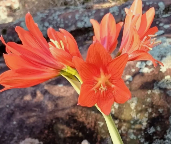 Hippeastrum multiflorum 5 Pieces Seeds