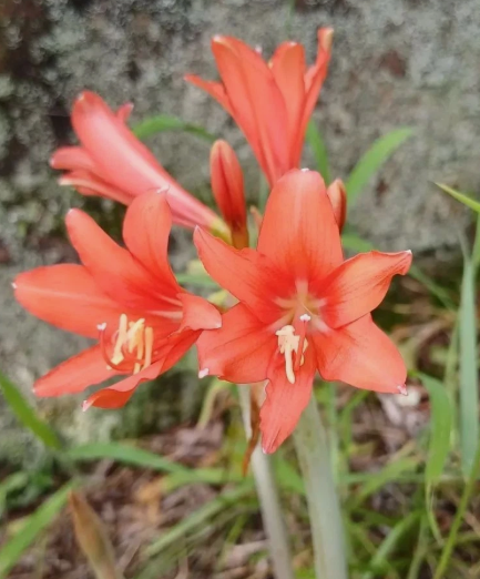 Hippeastrum multiflorum 5 Pieces Seeds