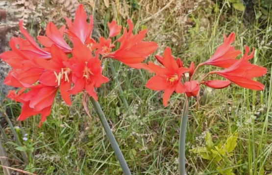 Hippeastrum multiflorum 5 Pieces Seeds