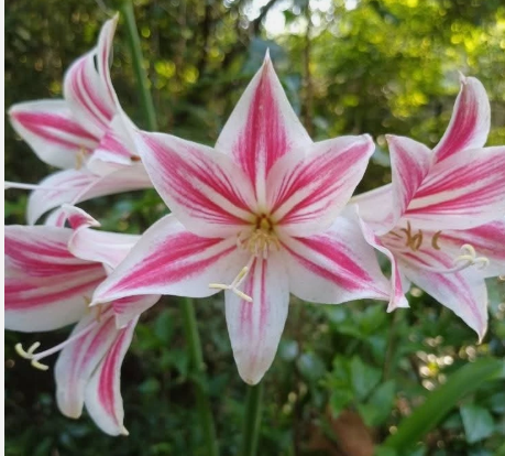 Hippeastrum vittatum "Sema" 5 Pieces Seeds