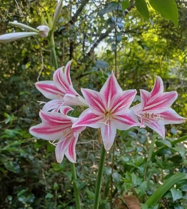Hippeastrum vittatum "Sema" 5 Pieces Seeds