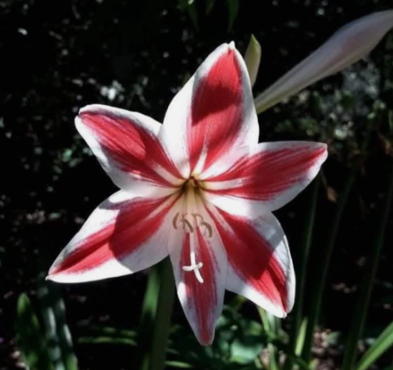 Hippeastrum vittatum "Sema" 5 Pieces Seeds