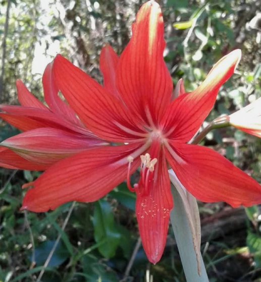 Hippeastrum ramboi 5 Pieces Seeds