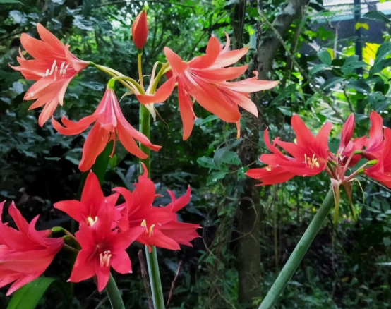 Hippeastrum ramboi 5 Pieces Seeds