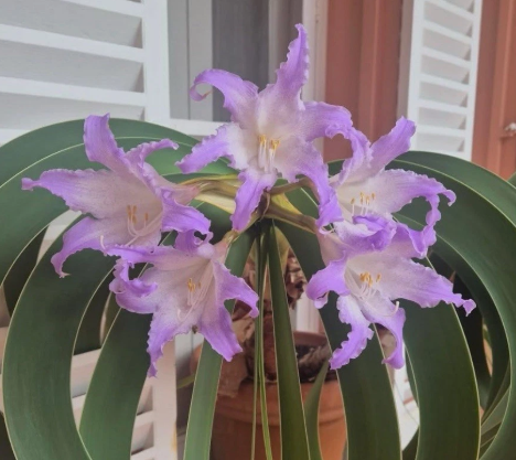 Worsleya procera 4 Pieces Seeds