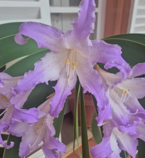 Worsleya procera 4 Pieces Seeds