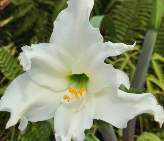 Hippeastrum brasilianum 4 Pieces Seeds