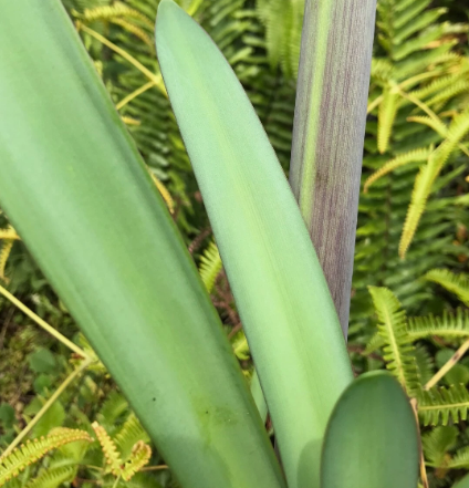 Hippeastrum brasilianum 4 Pieces Seeds