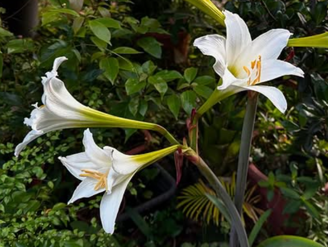 Hippeastrum brasilianum 4 Pieces Seeds