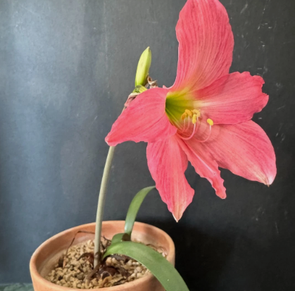 Hippeastrum traubii 5 Pieces Seeds