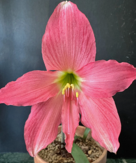 Hippeastrum traubii 5 Pieces Seeds