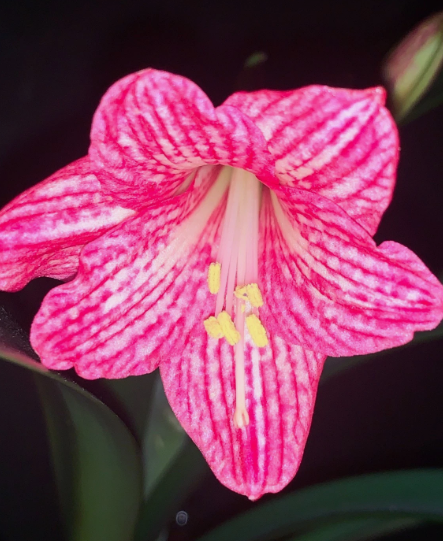 Hippeastrum incachacanum 5 Pieces Seeds