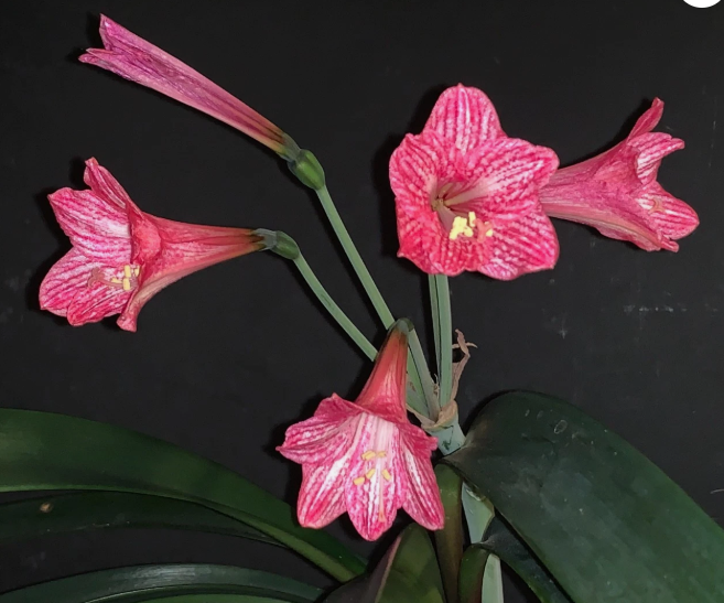 Hippeastrum incachacanum 5 Pieces Seeds