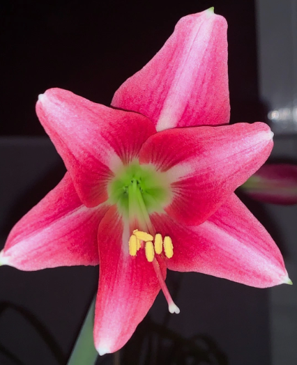 Hippeastrum doraniae 4 Pieces Seeds