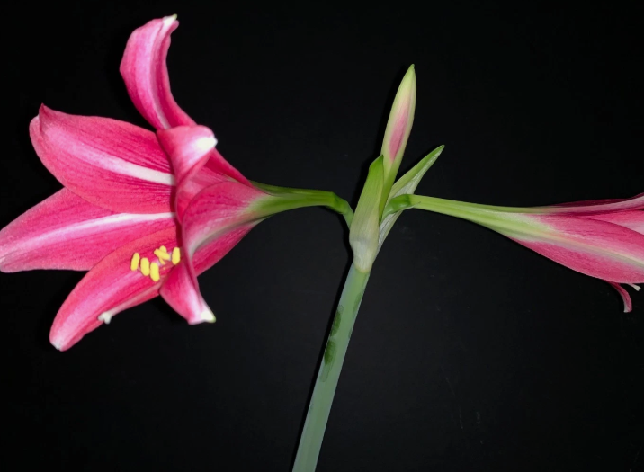 Hippeastrum doraniae 4 Pieces Seeds