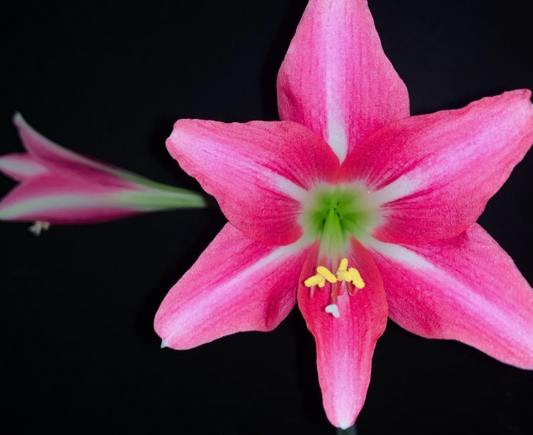 Hippeastrum doraniae 4 Pieces Seeds