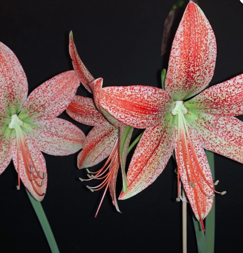 Hippeastrum pardinum 5 Pieces Seeds