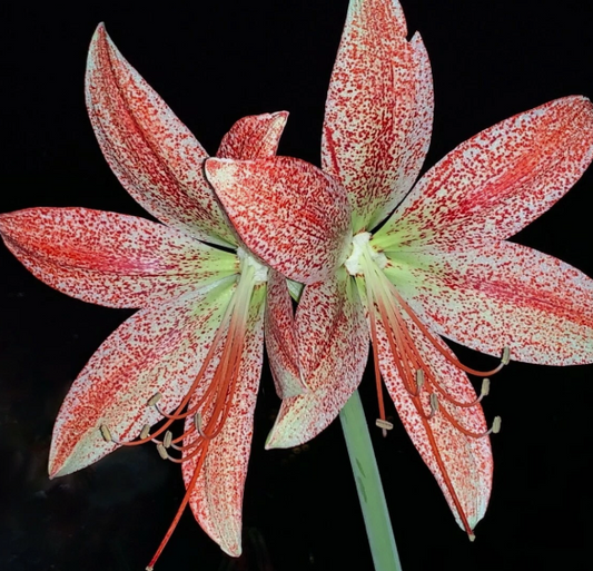Hippeastrum pardinum 5 Pieces Seeds