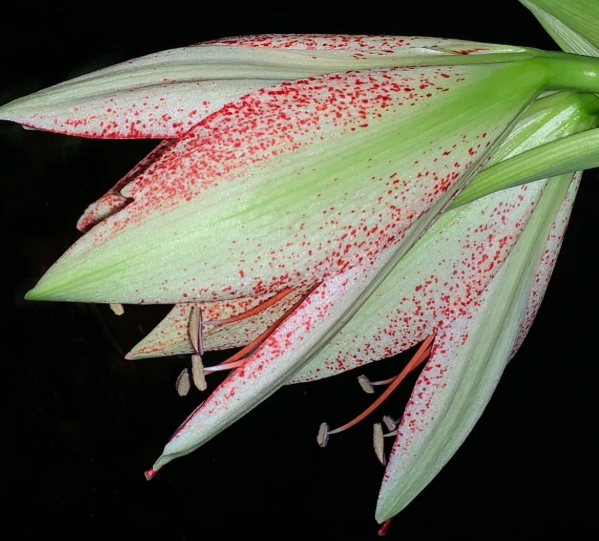 Hippeastrum pardinum 5 Pieces Seeds