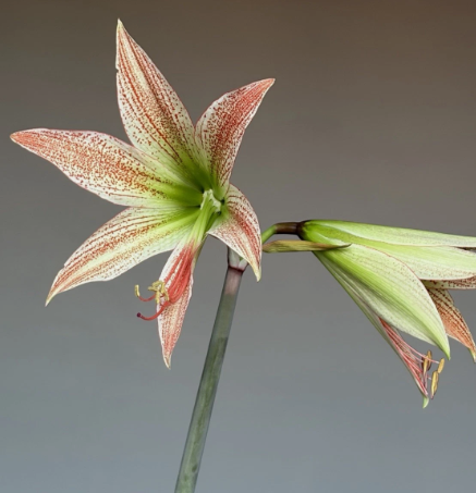 Hippeastrum Lapacense 4 Pieces Seeds