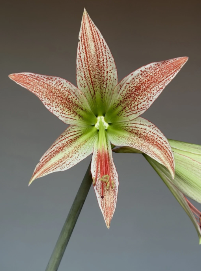 Hippeastrum Lapacense 4 Pieces Seeds