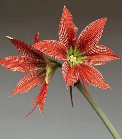 Hippeastrum Lapacense 4 Pieces Seeds