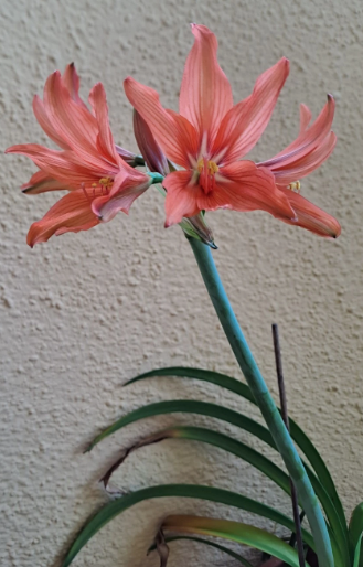 Hippeastrum santacatarina 5 Pieces Seeds