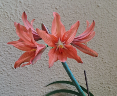 Hippeastrum santacatarina 5 Pieces Seeds